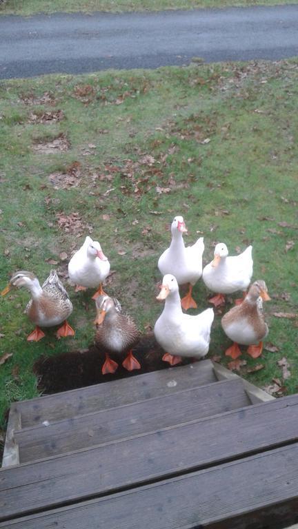 Hebergement Dans Un Domaine A Litteau Экстерьер фото